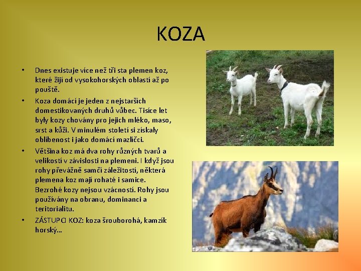 KOZA • • Dnes existuje více než tři sta plemen koz, které žijí od