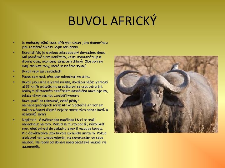 BUVOL AFRICKÝ • • Je mohutný býložravec afrických savan, jeho domovinou jsou rozsáhlé oblasti