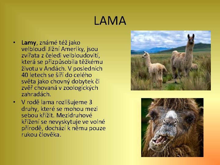 LAMA • Lamy, známé též jako velbloudi Jižní Ameriky, jsou zvířata z čeledi velbloudovití,