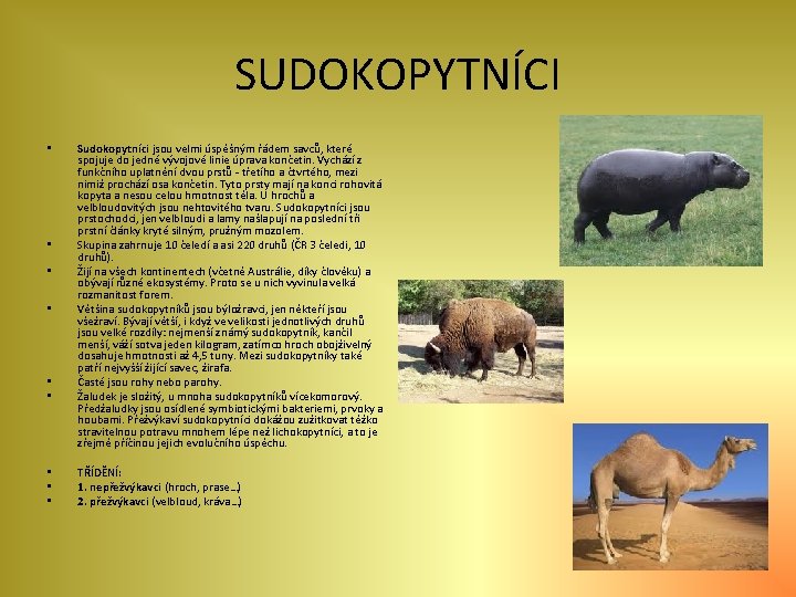 SUDOKOPYTNÍCI • • • Sudokopytníci jsou velmi úspěšným řádem savců, které spojuje do jedné