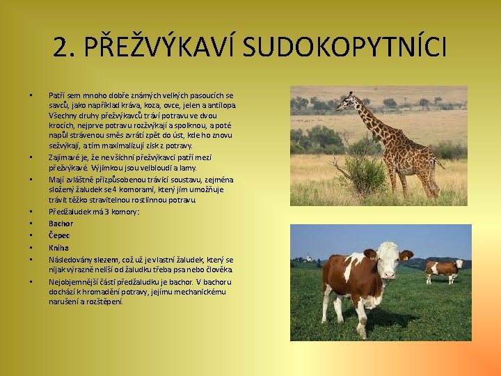 2. PŘEŽVÝKAVÍ SUDOKOPYTNÍCI • • • Patří sem mnoho dobře známých velkých pasoucích se