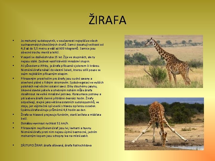 ŽIRAFA • • Je mohutný sudokopytník, v současnosti nejvyšší ze všech suchozemských živočišných druhů.