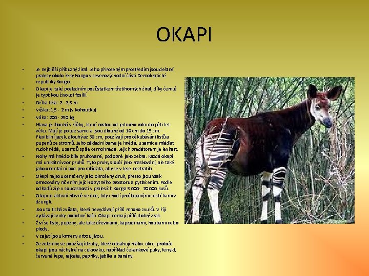 OKAPI • • • • Je nejbližší příbuzný žiraf. Jeho přirozeným prostředím jsou deštné