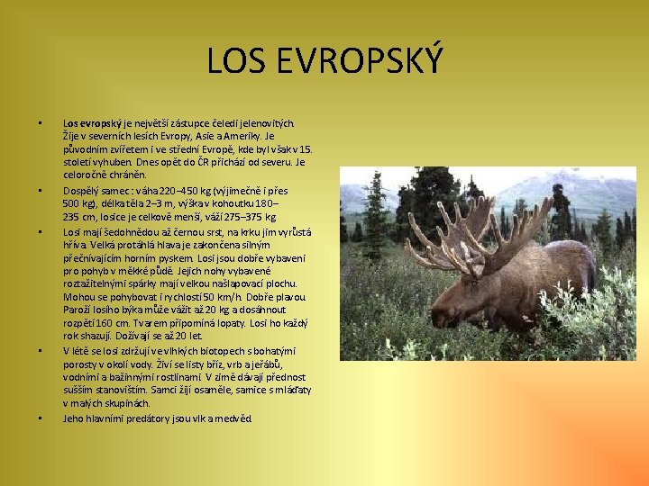 LOS EVROPSKÝ • • • Los evropský je největší zástupce čeledi jelenovitých. Žije v