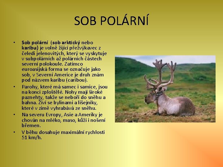 SOB POLÁRNÍ • • Sob polární (sob arktický nebo karibu) je volně žijící přežvýkavec