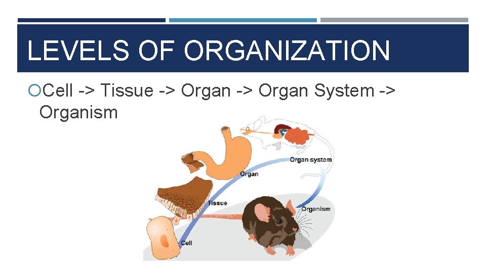LEVELS OF ORGANIZATION Cell -> Tissue -> Organ System -> Organism 