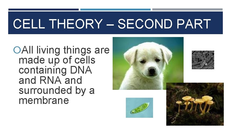 CELL THEORY – SECOND PART All living things are made up of cells containing