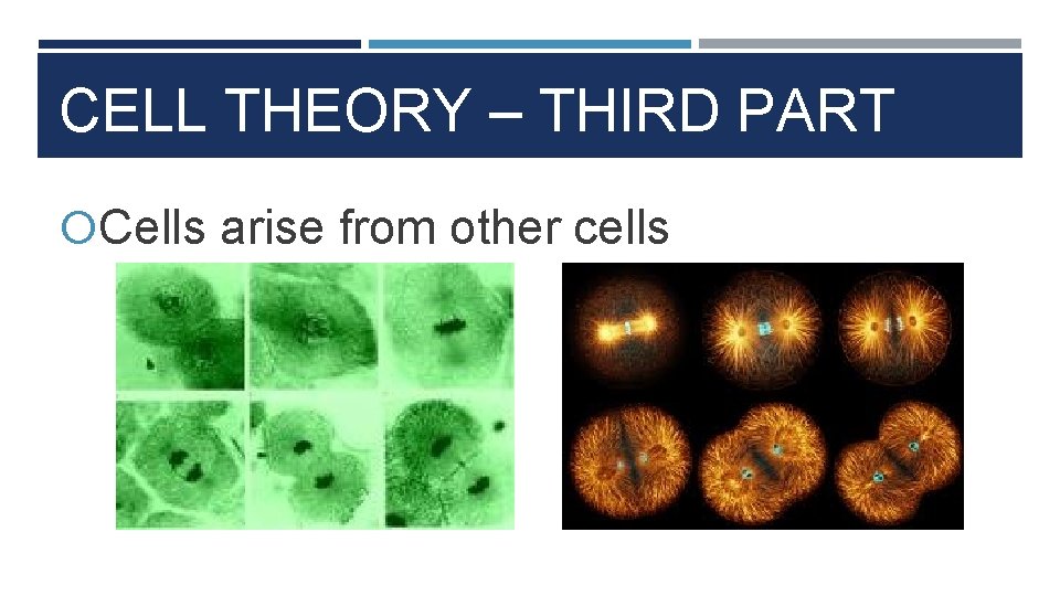 CELL THEORY – THIRD PART Cells arise from other cells 