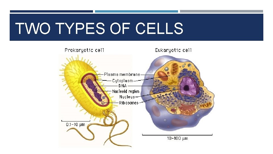 TWO TYPES OF CELLS 