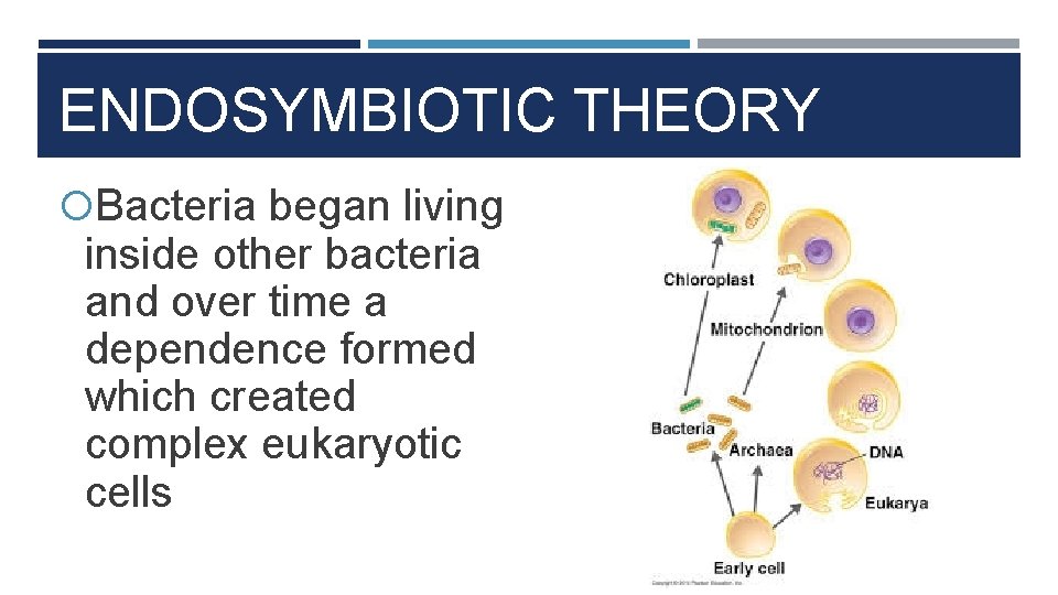 ENDOSYMBIOTIC THEORY Bacteria began living inside other bacteria and over time a dependence formed