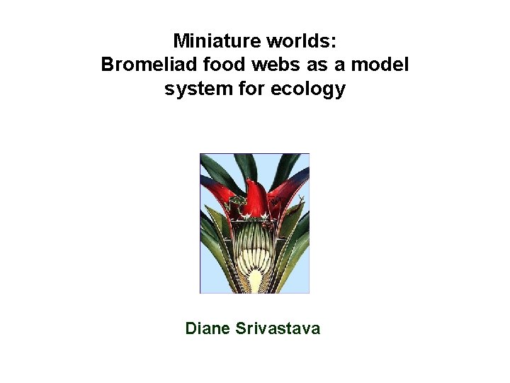 Miniature worlds: Bromeliad food webs as a model system for ecology Diane Srivastava 
