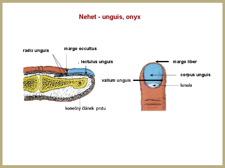 Nehet - unguis, onyx radix unguis margo occultus lectulus unguis margo liber corpus unguis Nehet - unguis, onyx radix unguis margo occultus lectulus unguis margo liber corpus unguis