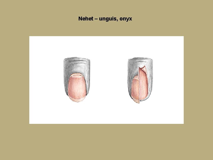 Nehet – unguis, onyx Nehet – unguis, onyx