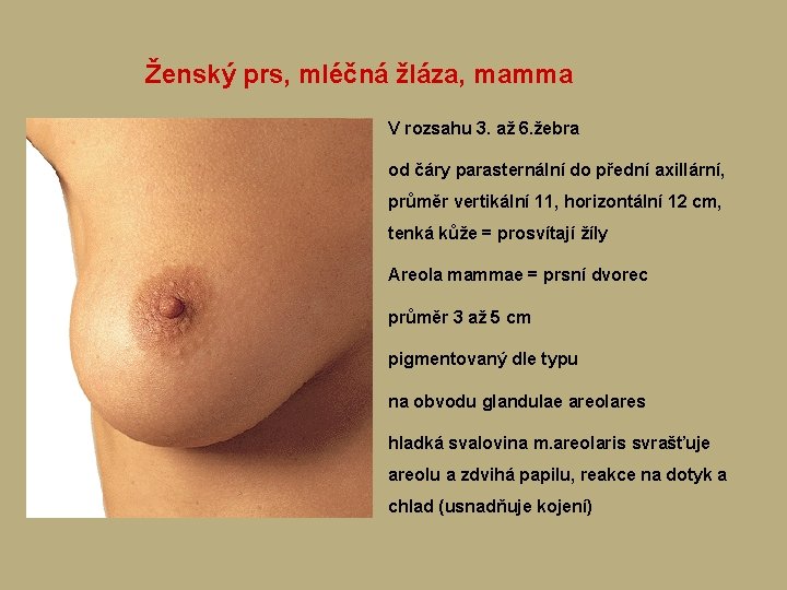 Ženský prs, mléčná žláza, mamma V rozsahu 3. až 6. žebra od čáry parasternální Ženský prs, mléčná žláza, mamma V rozsahu 3. až 6. žebra od čáry parasternální