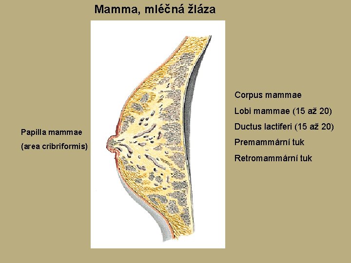 Mamma, mléčná žláza Corpus mammae Lobi mammae (15 až 20) Papilla mammae (area cribriformis) Mamma, mléčná žláza Corpus mammae Lobi mammae (15 až 20) Papilla mammae (area cribriformis)