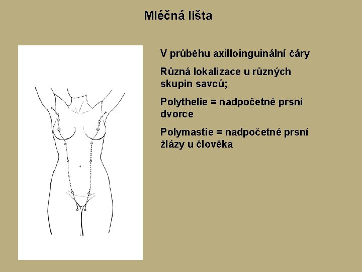 Mléčná lišta V průběhu axilloinguinální čáry Různá lokalizace u různých skupin savců; Polythelie = Mléčná lišta V průběhu axilloinguinální čáry Různá lokalizace u různých skupin savců; Polythelie =