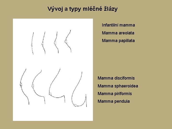 Vývoj a typy mléčné žlázy Infantilní mamma Mamma areolata Mamma papillata Mamma disciformis Mamma Vývoj a typy mléčné žlázy Infantilní mamma Mamma areolata Mamma papillata Mamma disciformis Mamma