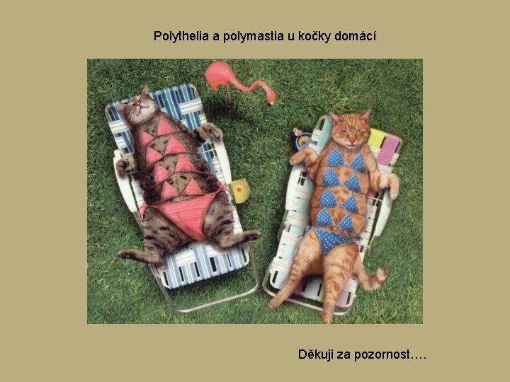 Polythelia a polymastia u kočky domácí Děkuji za pozornost…. Polythelia a polymastia u kočky domácí Děkuji za pozornost….