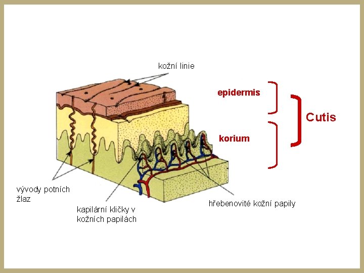 kožní linie epidermis Cutis korium vývody potních žlaz kapilární kličky v kožních papilách hřebenovité kožní linie epidermis Cutis korium vývody potních žlaz kapilární kličky v kožních papilách hřebenovité