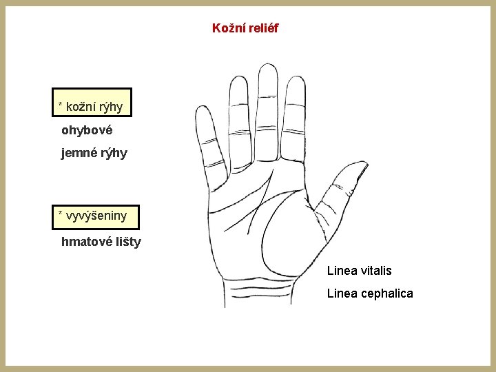 Kožní reliéf * kožní rýhy ohybové jemné rýhy * vyvýšeniny hmatové lišty Linea vitalis Kožní reliéf * kožní rýhy ohybové jemné rýhy * vyvýšeniny hmatové lišty Linea vitalis