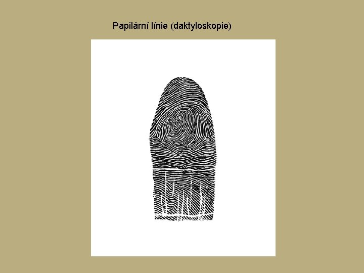 Papilární línie (daktyloskopie) Papilární línie (daktyloskopie)