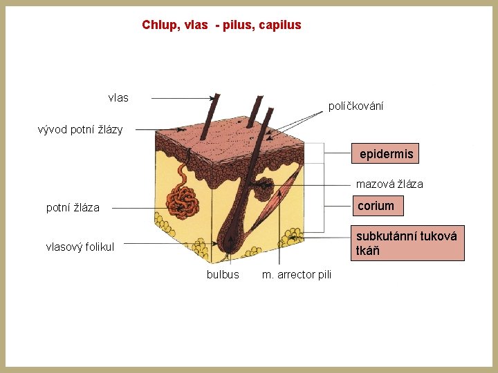 Chlup, vlas - pilus, capilus vlas políčkování vývod potní žlázy epidermis mazová žláza potní Chlup, vlas - pilus, capilus vlas políčkování vývod potní žlázy epidermis mazová žláza potní