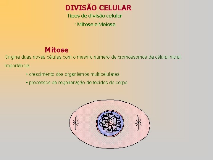 DIVISÃO CELULAR Tipos de divisão celular · Mitose e Meiose Mitose Origina duas novas