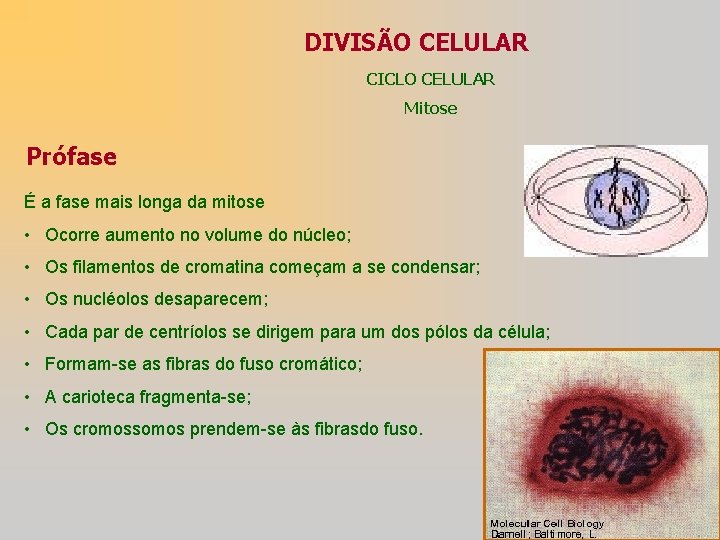 DIVISÃO CELULAR CICLO CELULAR Mitose Prófase É a fase mais longa da mitose •