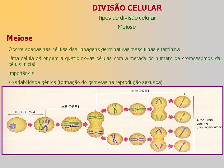 DIVISÃO CELULAR Tipos de divisão celular Meiose Ocorre apenas células das linhagens germinativas masculinas