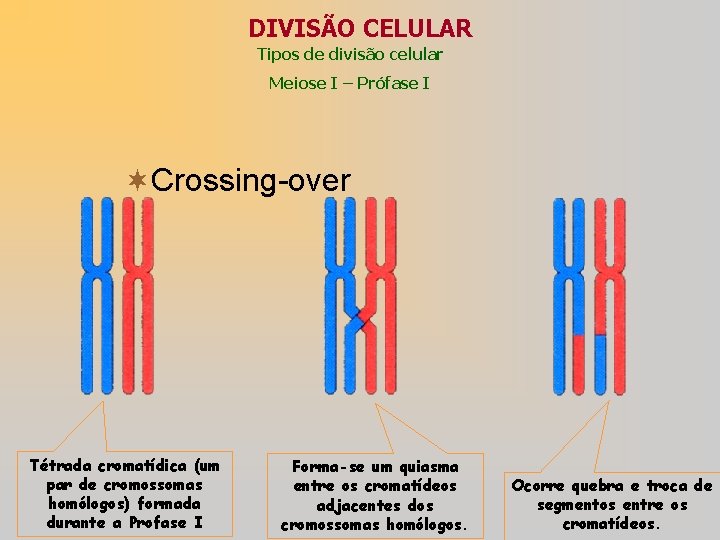 DIVISÃO CELULAR Tipos de divisão celular Meiose I – Prófase I ¬Crossing-over Tétrada cromatídica