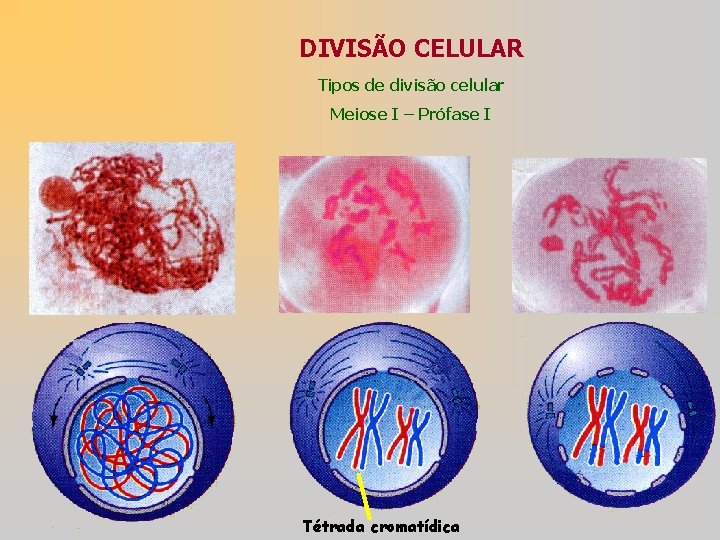 DIVISÃO CELULAR Tipos de divisão celular Meiose I – Prófase I Tétrada cromatídica 