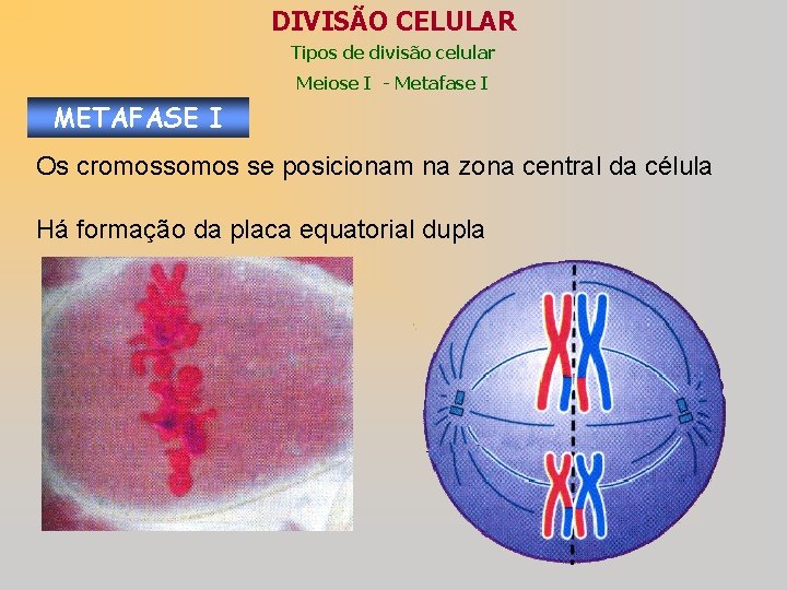 DIVISÃO CELULAR Tipos de divisão celular Meiose I - Metafase I METAFASE I Os