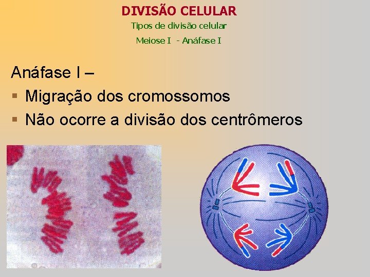 DIVISÃO CELULAR Tipos de divisão celular Meiose I - Anáfase I – § Migração