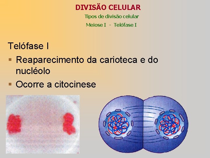 DIVISÃO CELULAR Tipos de divisão celular Meiose I - Telófase I § Reaparecimento da