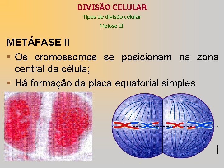 DIVISÃO CELULAR Tipos de divisão celular Meiose II METÁFASE II § Os cromossomos se