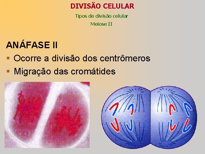 DIVISÃO CELULAR Tipos de divisão celular Meiose II ANÁFASE II § Ocorre a divisão