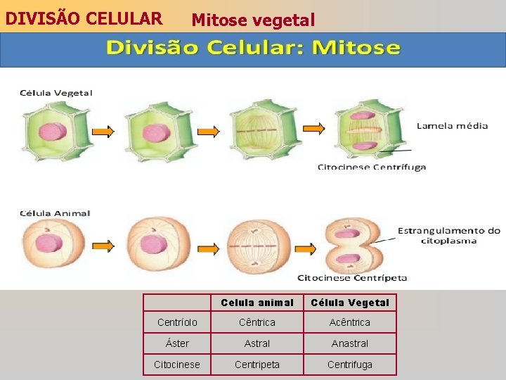 DIVISÃO CELULAR Mitose vegetal Celula animal Célula Vegetal Centríolo Cêntrica Acêntrica Áster Astral Anastral