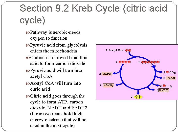 Section 9. 2 Kreb Cycle (citric acid cycle) Pathway is aerobic-needs oxygen to function