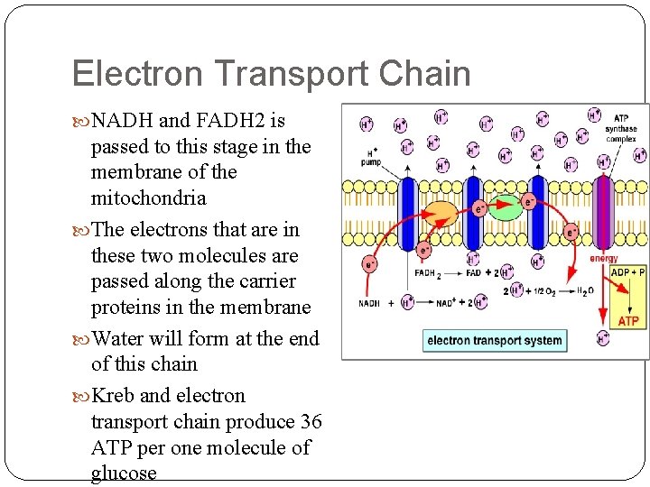 Electron Transport Chain NADH and FADH 2 is passed to this stage in the