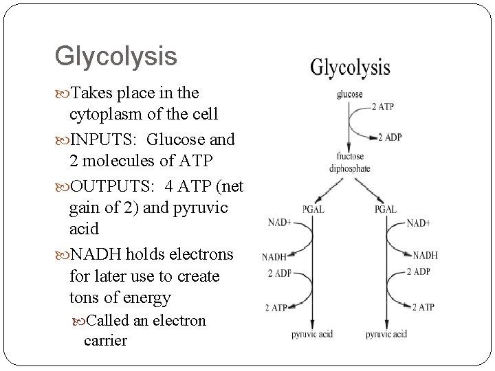 Glycolysis Takes place in the cytoplasm of the cell INPUTS: Glucose and 2 molecules