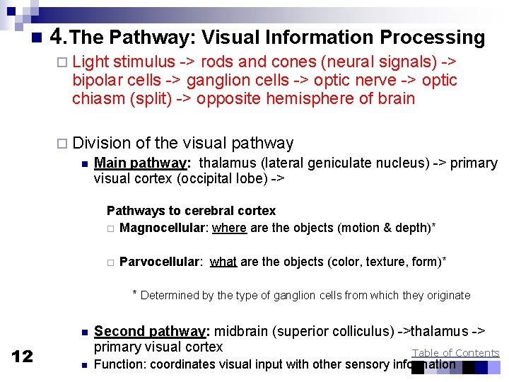 n 4. The Pathway: Visual Information Processing ¨ Light stimulus -> rods and cones