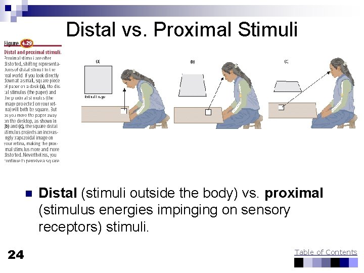 Distal vs. Proximal Stimuli n 24 Distal (stimuli outside the body) vs. proximal (stimulus