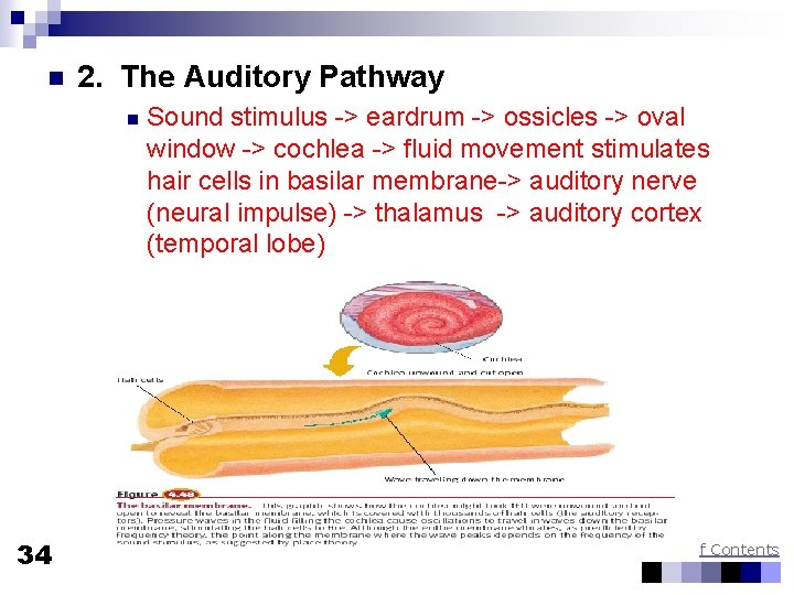 n 2. The Auditory Pathway n 34 Sound stimulus -> eardrum -> ossicles ->