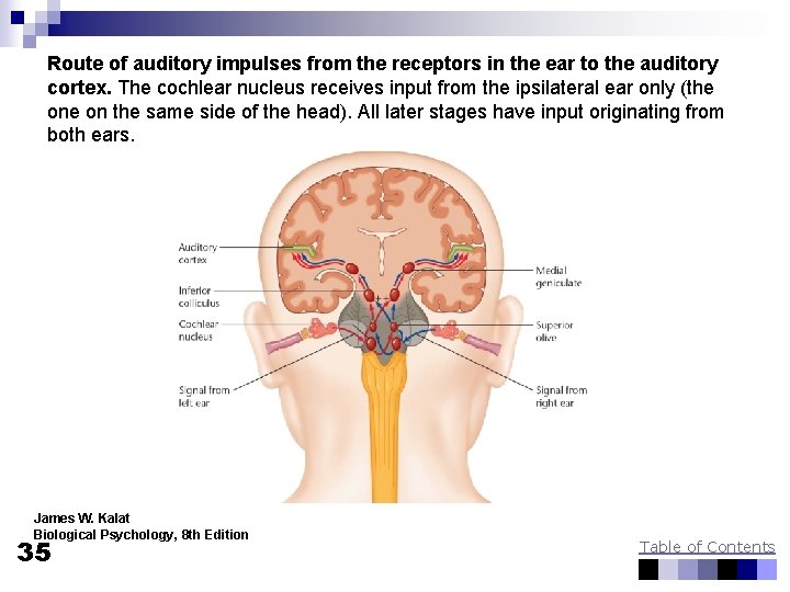 Route of auditory impulses from the receptors in the ear to the auditory cortex.