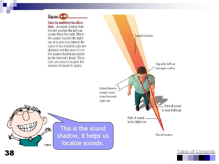 This is the sound shadow, it helps us localize sounds. 38 Table of Contents