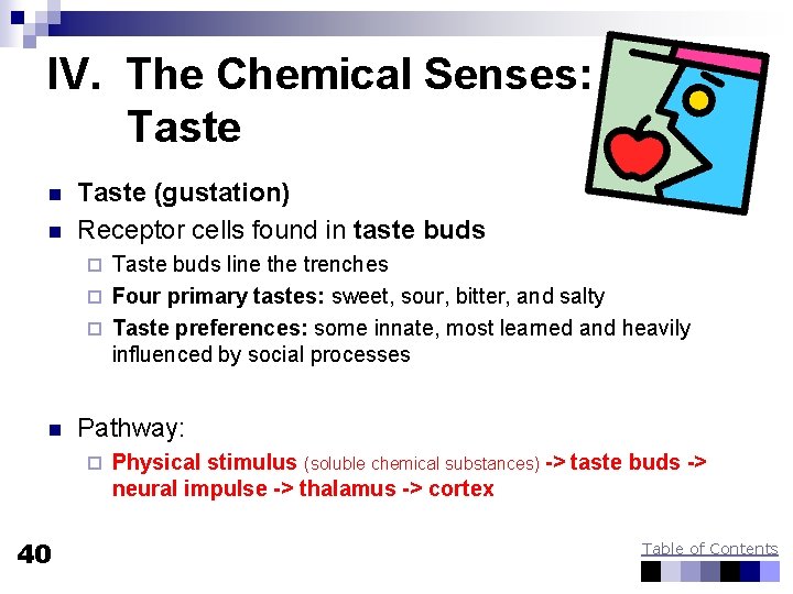 IV. The Chemical Senses: Taste n n Taste (gustation) Receptor cells found in taste