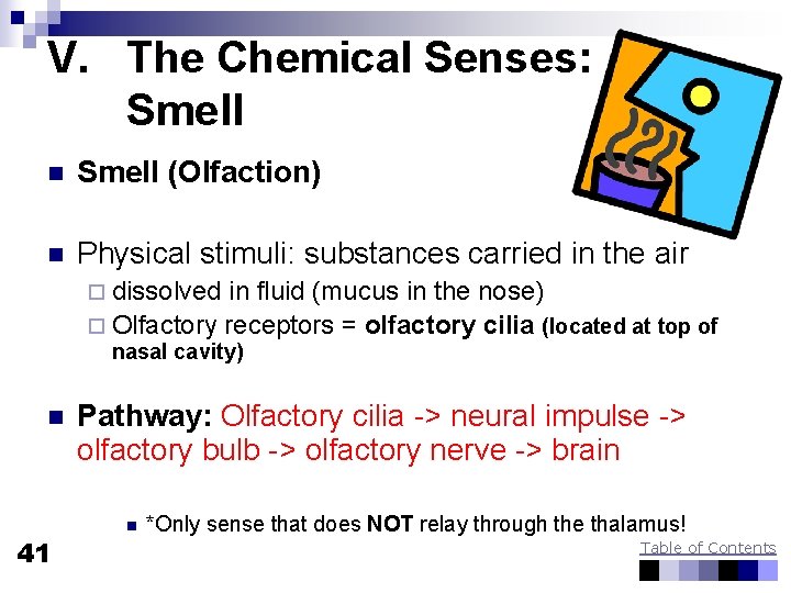 V. The Chemical Senses: Smell n Smell (Olfaction) n Physical stimuli: substances carried in