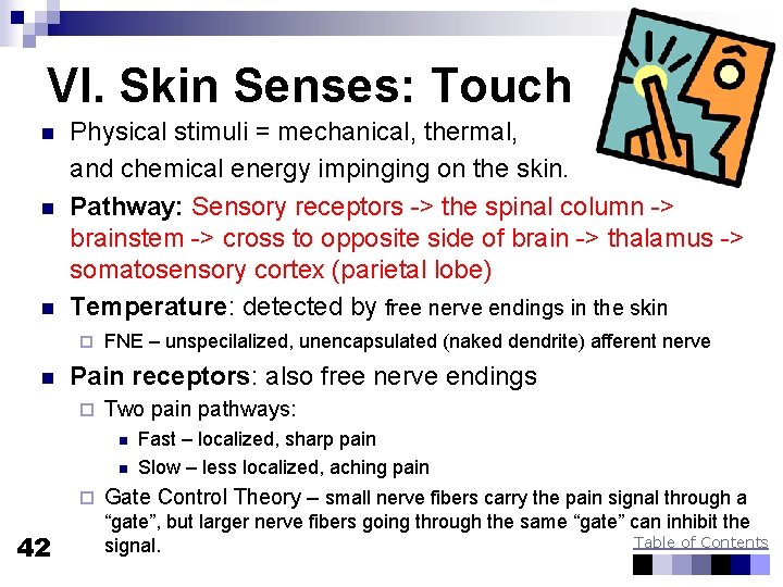 VI. Skin Senses: Touch n n n Physical stimuli = mechanical, thermal, and chemical