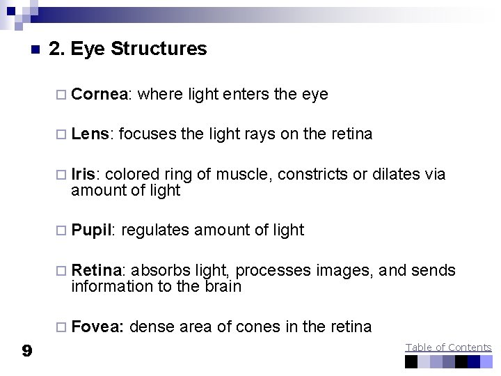 n 2. Eye Structures ¨ Cornea: ¨ Lens: where light enters the eye focuses