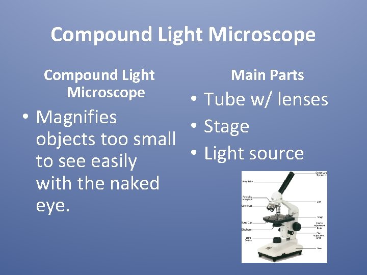 Compound Light Microscope Main Parts • Tube w/ lenses • Magnifies • Stage objects